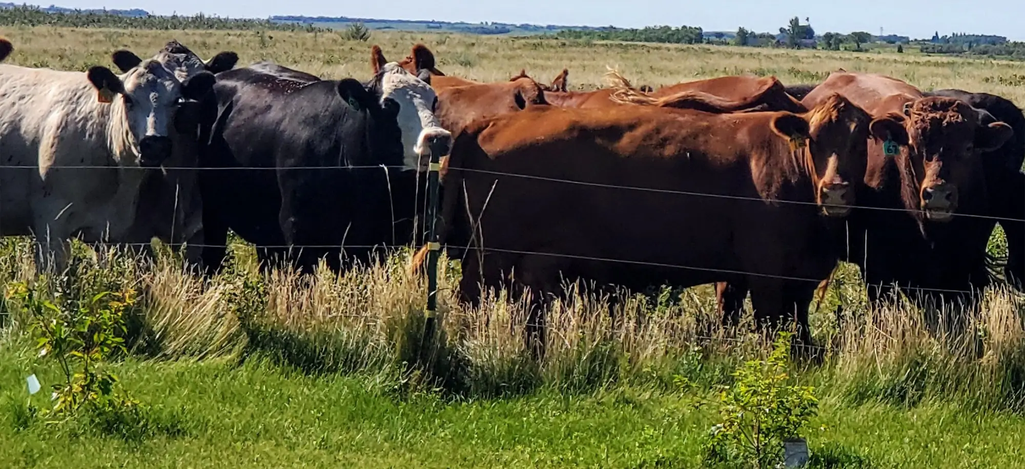 Livestock in Field